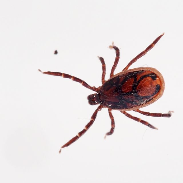 Zecca:  cfr. Rhipicephalus sanguineus (Ixodidae)